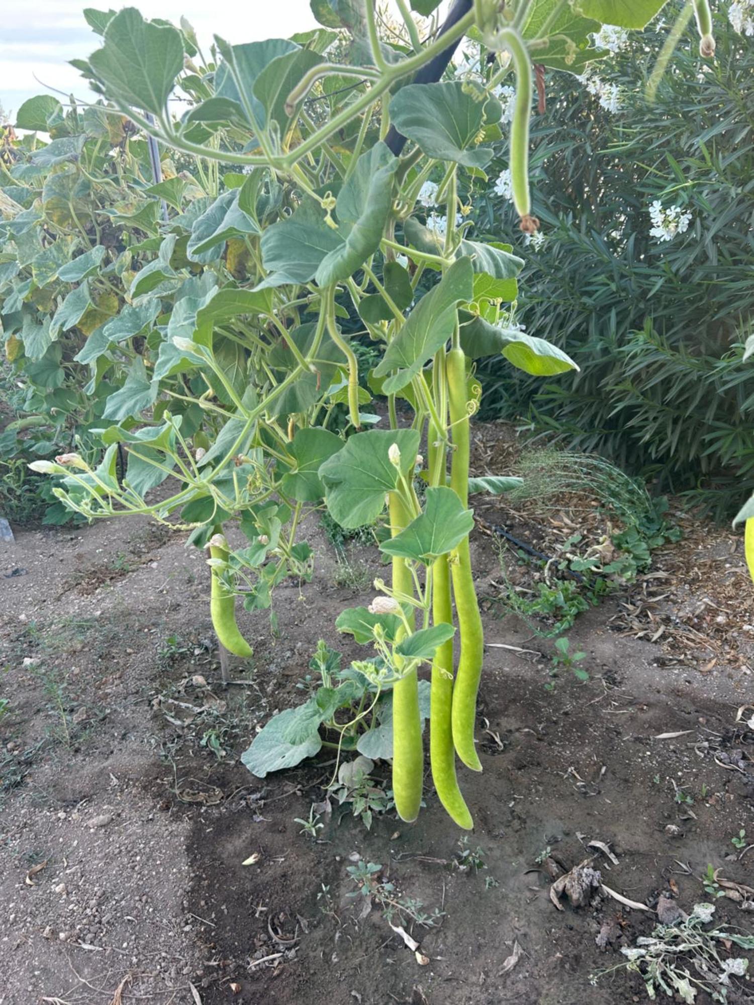 Baglio Il Gelso E L'Ulivo Appartamento Il Carrubo Reitani Exterior foto