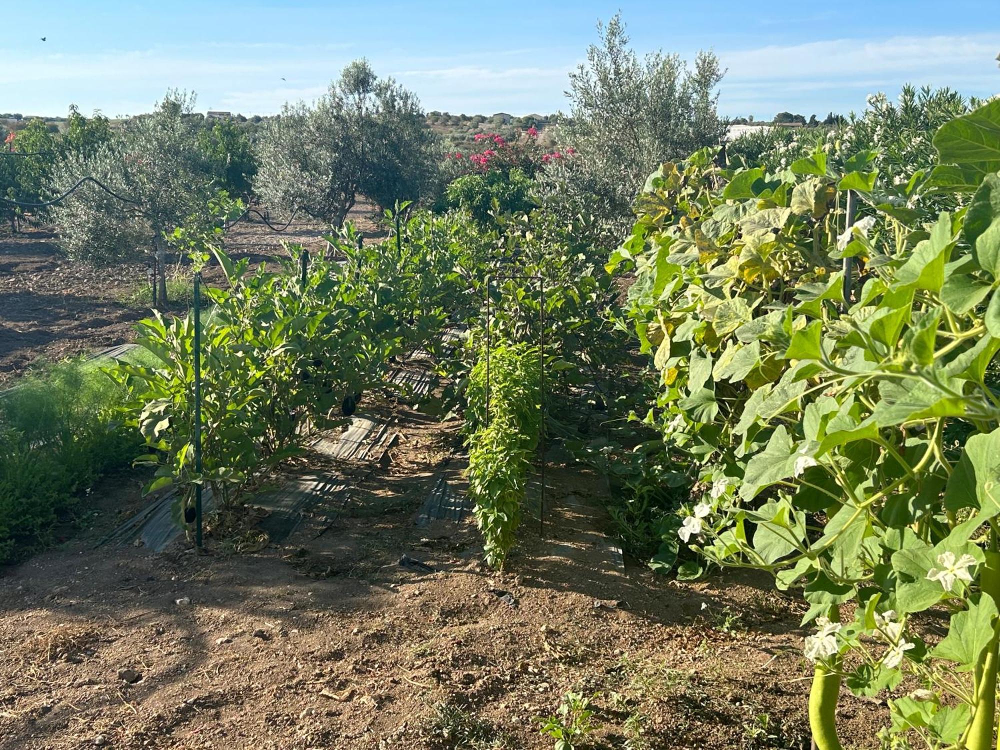 Baglio Il Gelso E L'Ulivo Appartamento Il Carrubo Reitani Exterior foto